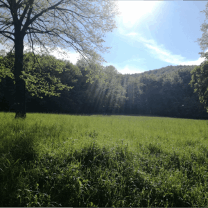 Stresszoldó erdőfürdő